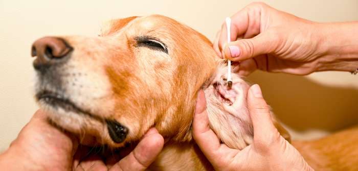 Von Wuffs zu Wellness: Die Entwicklung der Hundebehandlung