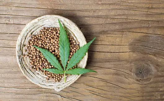 Erleben Sie die Freude am selbst angebauten Cannabis: Kaufen Sie Samen von seriösen Lieferanten