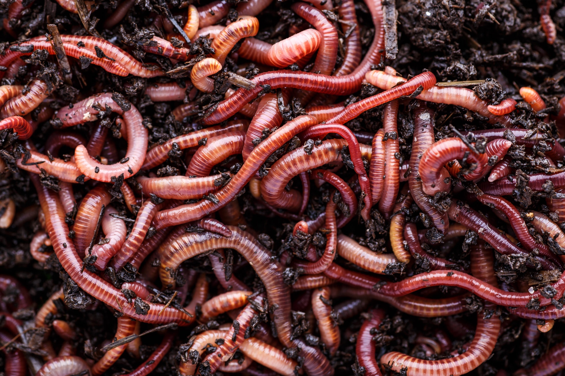 Regenwürmer kaufen und den Garten beleben: So pflegen Sie Ihren Boden optimal