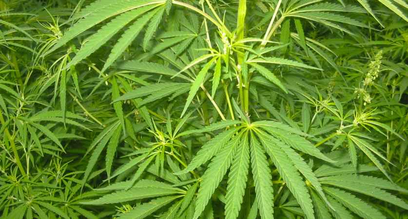 Das therapeutische Potenzial von Cannabis Samen: Eine vielversprechende Zukunft