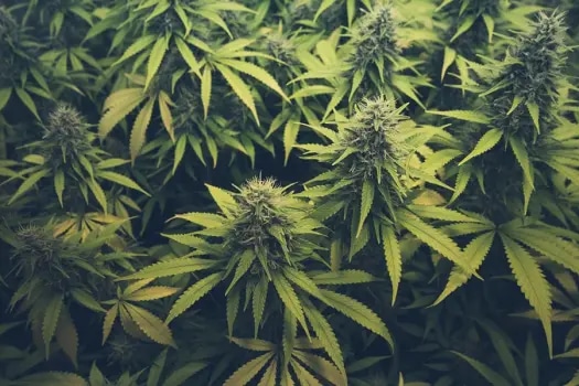 Die Kunst des Anbaus: Exklusive Cannabis-Genetik von Barneys Farm
