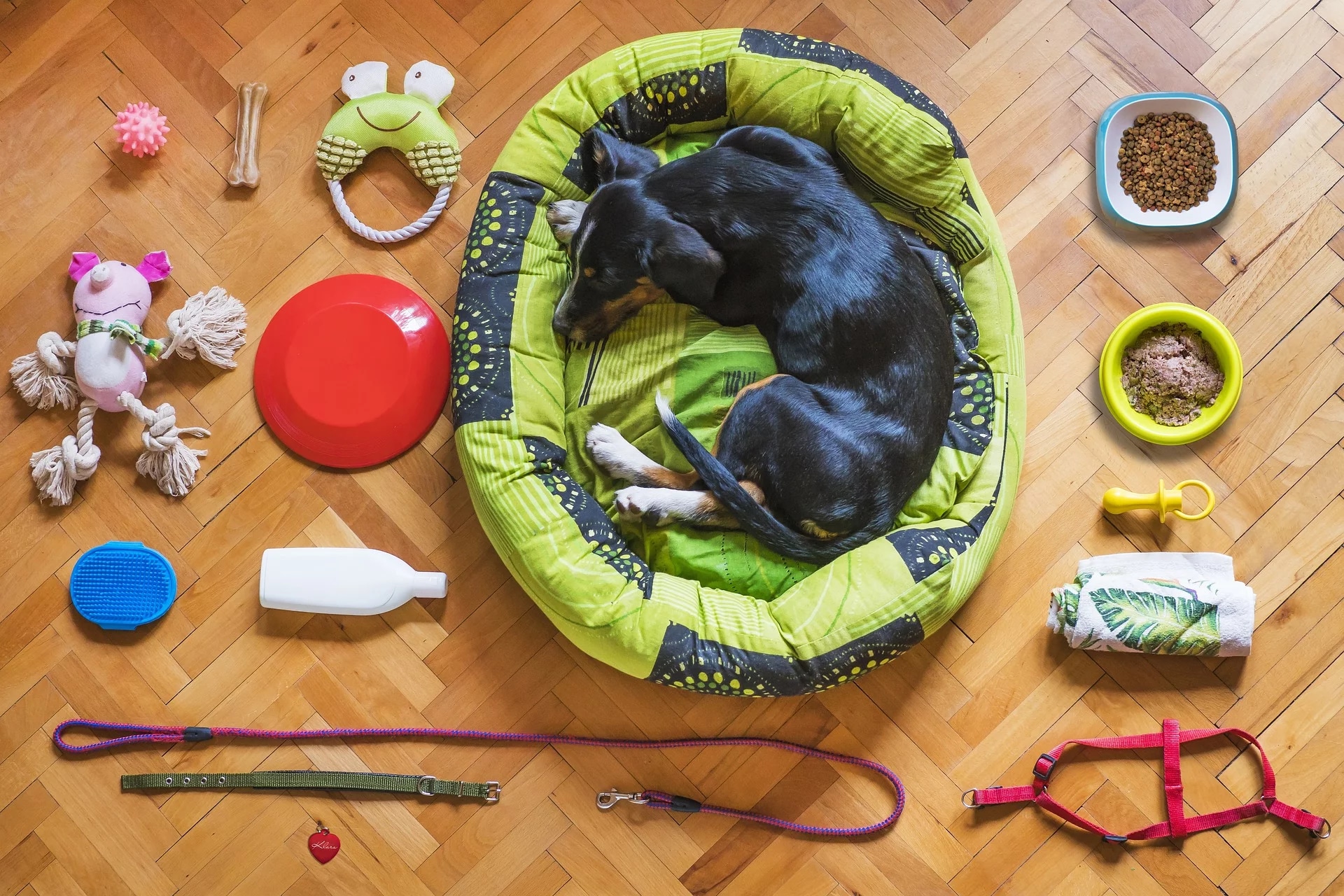 Unverzichtbares Hundezubehör für eine bessere Pflege Ihres Hundes
