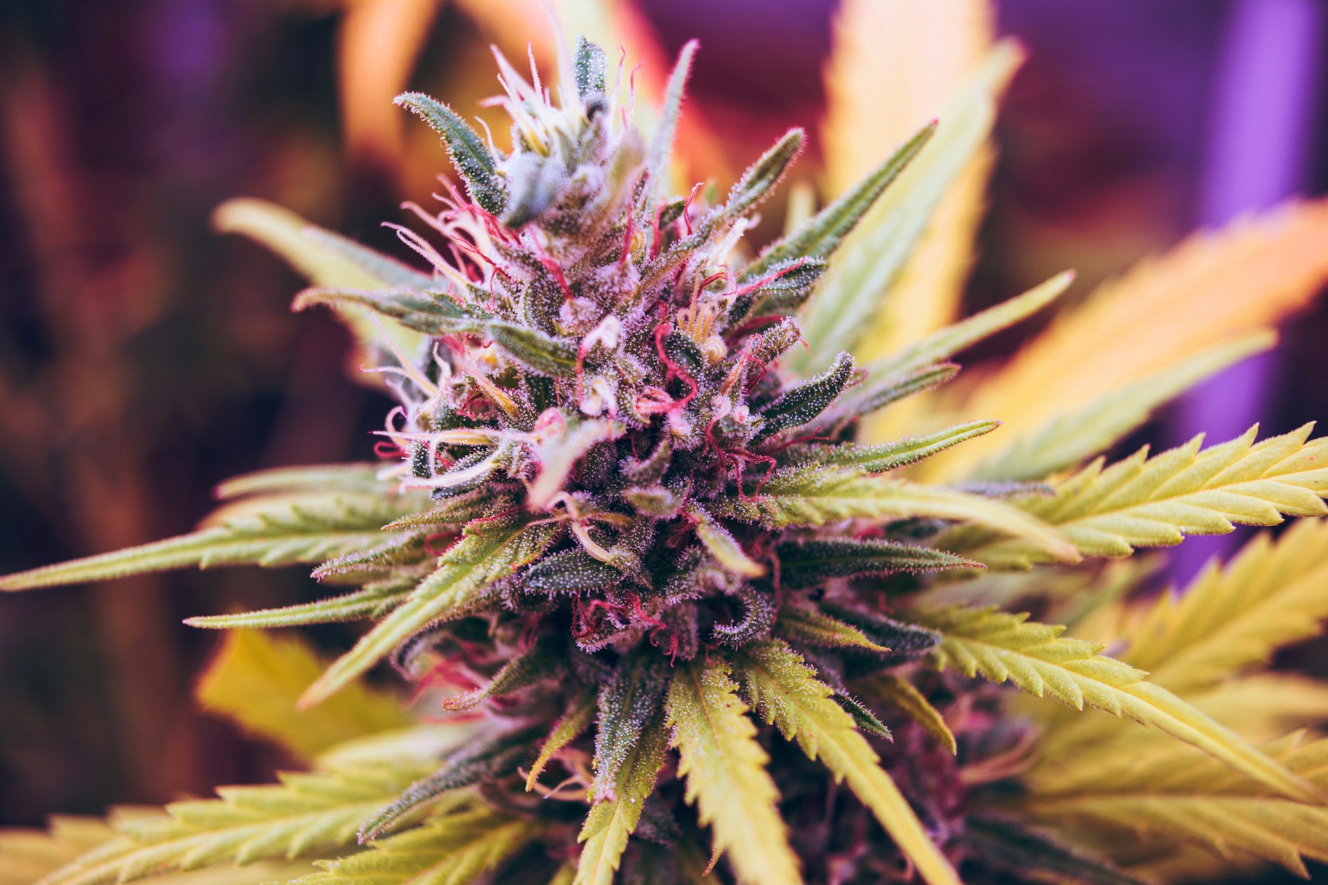 Tipps für Einsteiger, die CBD Blüten kaufen möchten