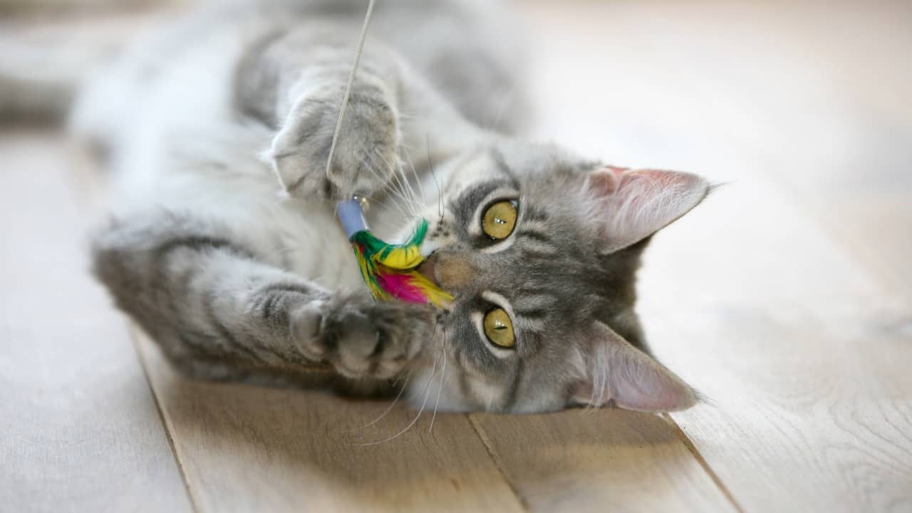 Stilvoll und praktisch: Unsere Auswahl an Katzenzubehör bringt Freude in den Alltag Ihrer Katze!