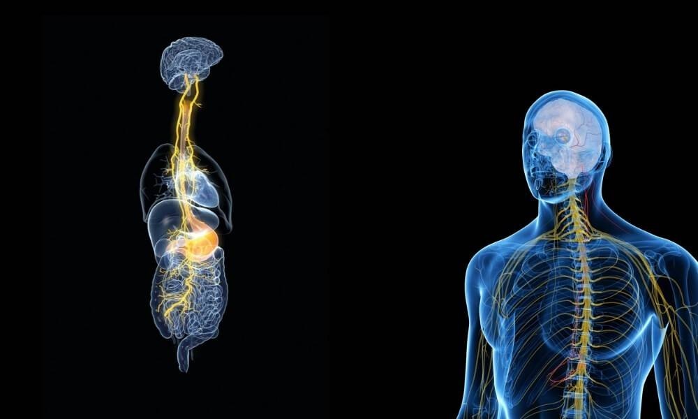 Vagusnerv Stimulation: Aktuelle Erkenntnisse zur Wirksamkeit der Vagusnerv Stimulation bei neurologischen Erkrankungen