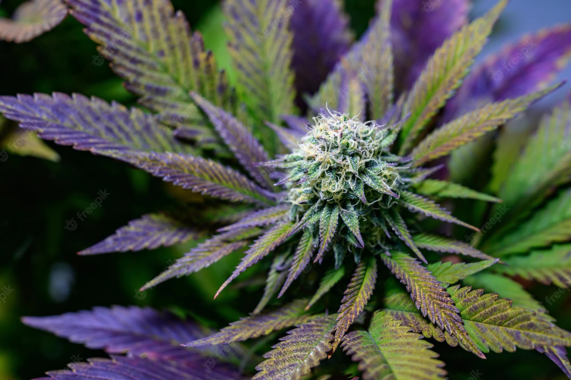 wie man Cannabisblüten macht