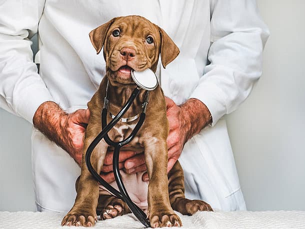 Die Freuden und Pflichten bei der Adoption eines Tierheimhundes