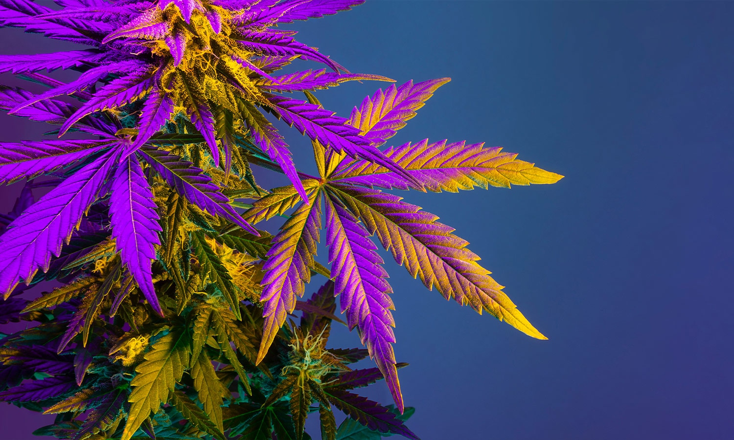 Die besten Sinsemilla-Sorten von Cannapot – Für Liebhaber von Weed und Cannabis Sativa