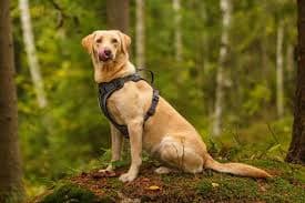 Rukka Pets: Eine Symphonie aus Komfort und Mode für Ihr Haustier