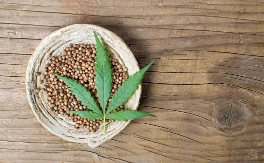 Erleben Sie die Freude am selbst angebauten Cannabis: Kaufen Sie Samen von seriösen Lieferanten