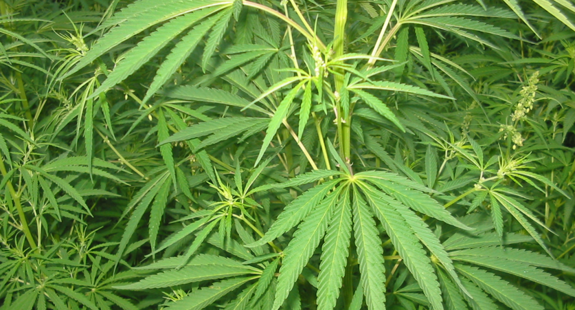 Das therapeutische Potenzial von Cannabis Samen: Eine vielversprechende Zukunft