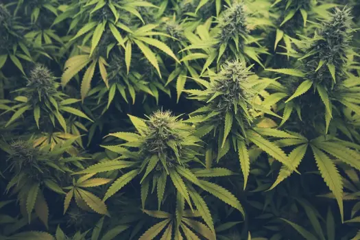 Die Kunst des Anbaus: Exklusive Cannabis-Genetik von Barneys Farm