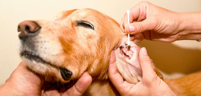 Von Wuffs zu Wellness: Die Entwicklung der Hundebehandlung
