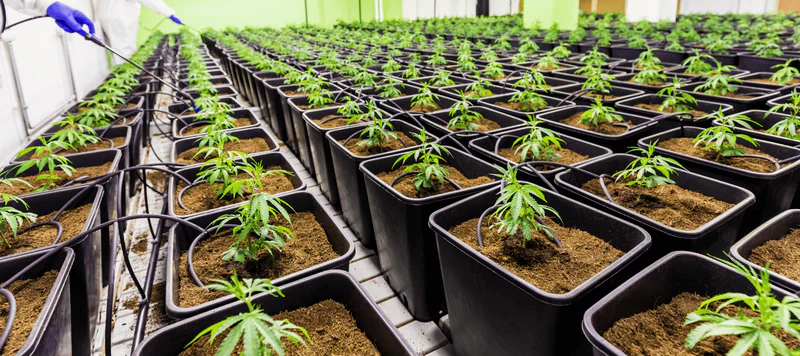 Cannabis Samen in der Sporternährung: Chancen und Herausforderungen
