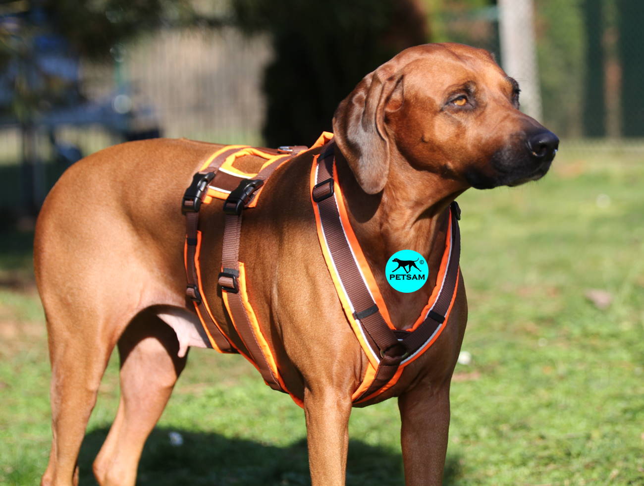 Praktisch und verspielt: Innovatives Hundezubehör für Training und Unterhaltung