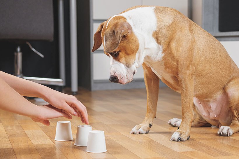 Entfesseln Sie den Spaß: Kreative Hundespiele für aktive Hunde