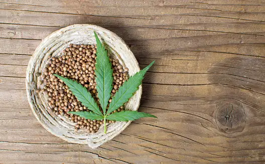 Erleben Sie die Freude am selbst angebauten Cannabis: Kaufen Sie Samen von seriösen Lieferanten